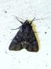 309737 – Photo : Moth-er – France (69)